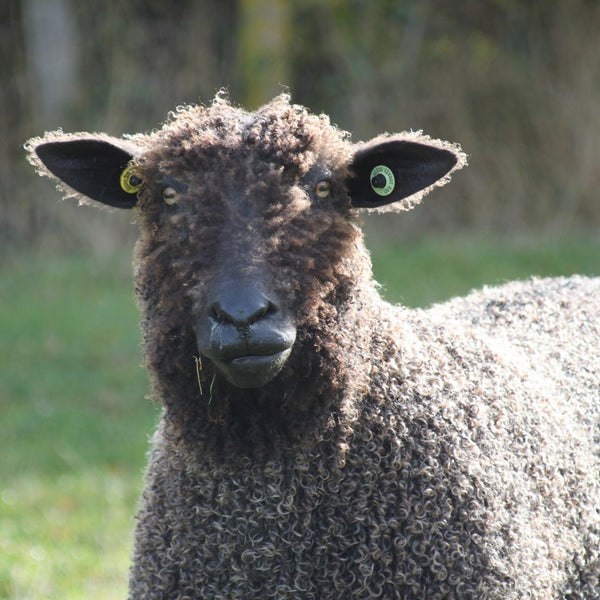 Black Wensleydale from Home Farm Wensleydales, rare breed wool
