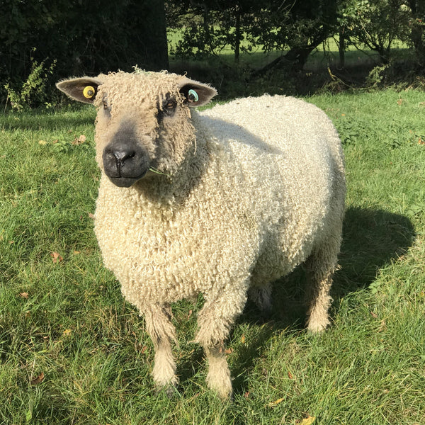 wensleydale sheep at Home Farm Wensleydale Wool