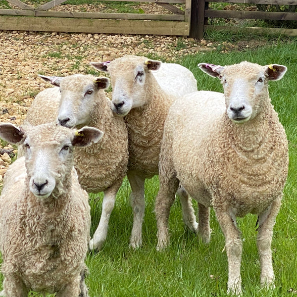 Combed top - Lincoln Longwool