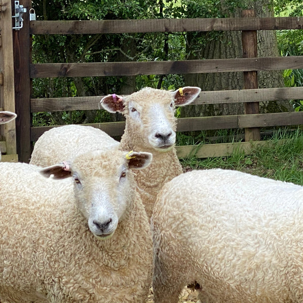 Combed top - Lincoln Longwool