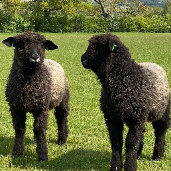 Combed top - Lincoln Longwool