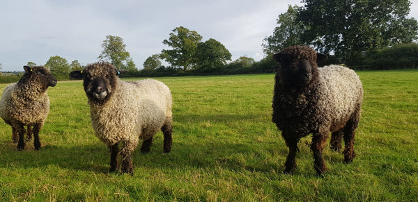 Special offer - 500g (17.63 oz) Pure Black Lincoln Longwool Washed and Combed Top Perfect for Peg Looms