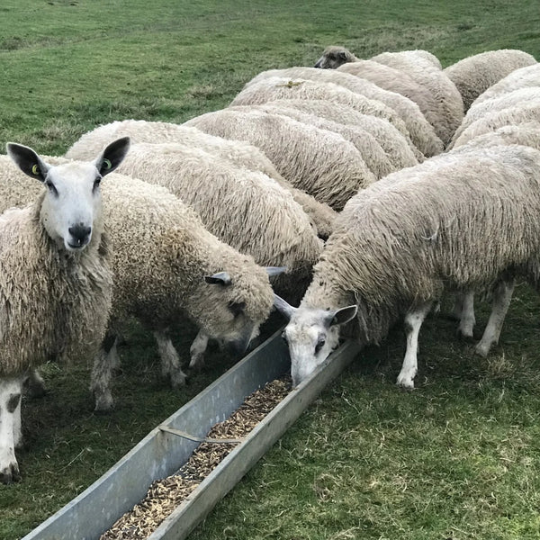 Wensleydale and Bluefaced Leicester sheep at Home Farm Wensleydales