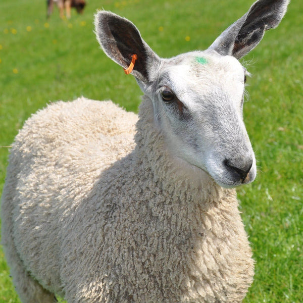 Bluefaced Leicester ewes at Home Farm Wensleydales 