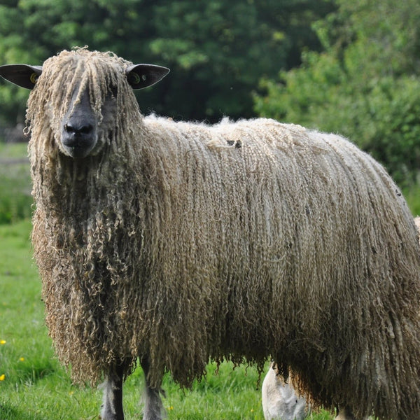 Wensleydale sheep at Home Farm Wensleydales