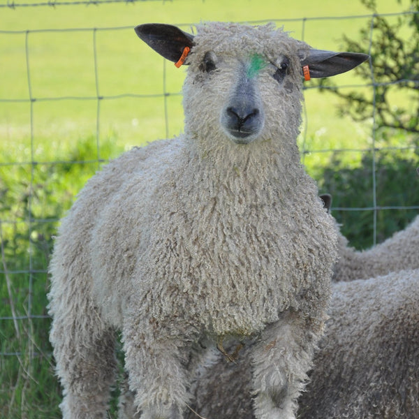 4ply (Fingering/Sports Weight) 50g (1.76 oz): Rare Breed Wensleydale and Bluefaced Leicester Burford Blue