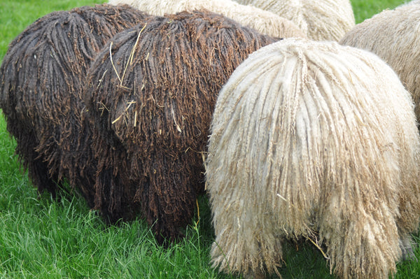 Special Offer - 500g (17.65oz) Pure Black Wensleydale Washed and Combed Top