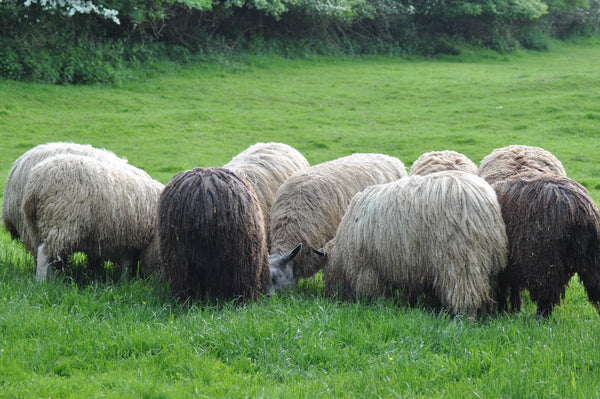 Special Offer - 500g (17.63 oz) Pure Wensleydale Washed and Combed Top