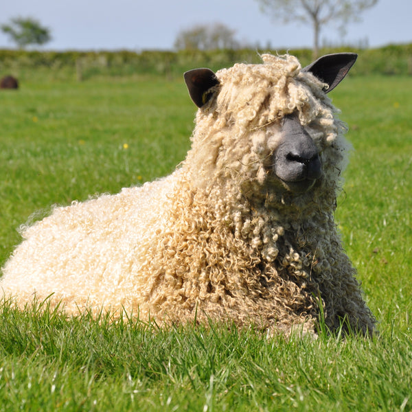 home farm wensleydale sheep 