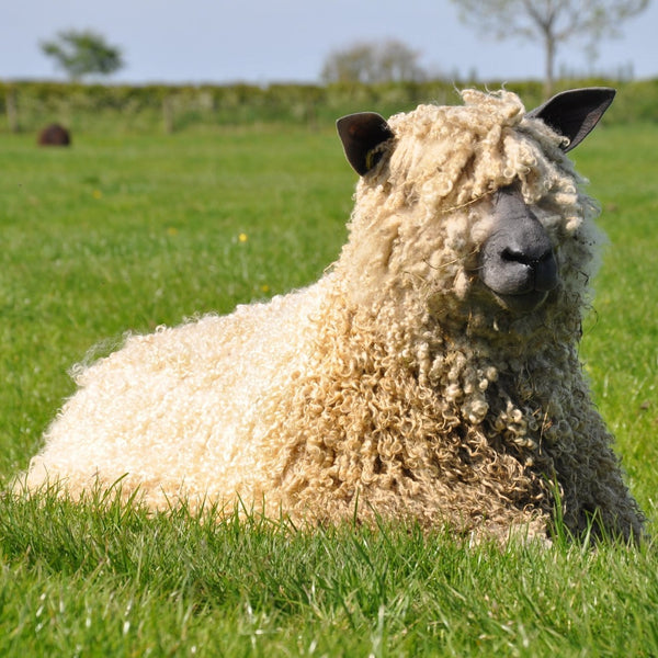 Wensleydale sheep at Home Farm Wensleydales
