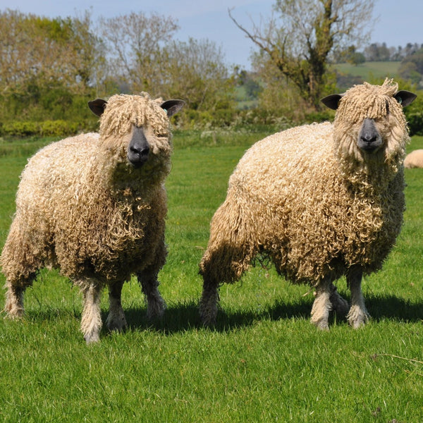 Wensleydale sheep at Home Farm Wensleydales