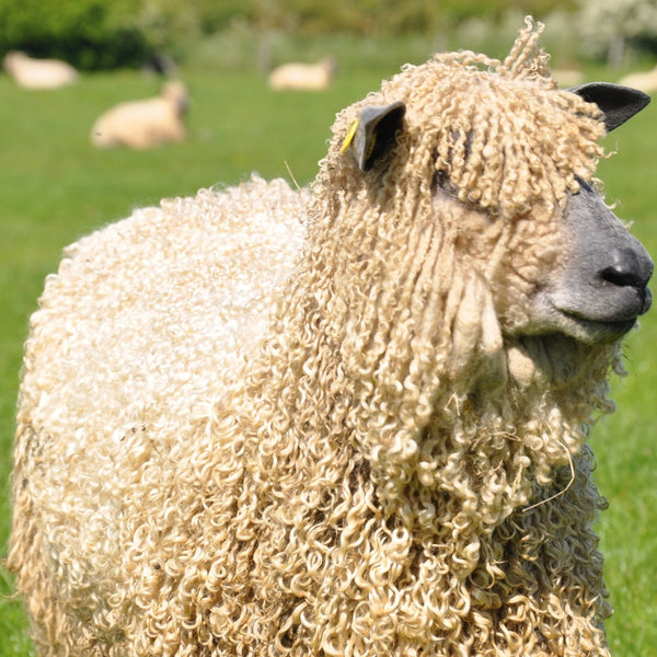 Wensleydale sheep at Home Farm Wensleydales