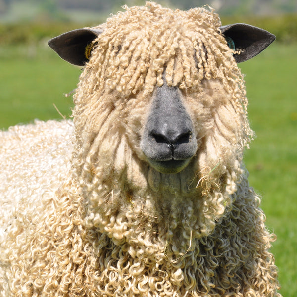 Pure Wensleydale: Harlyn  (Aran/Worsted Weight) 100g (3.5 oz)