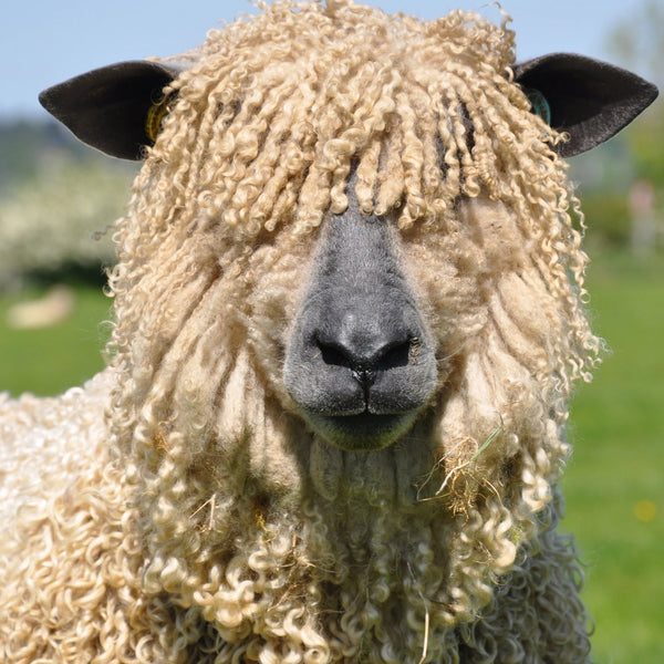 Wensleydale Sheep at Home Farm Wensleydales, wool