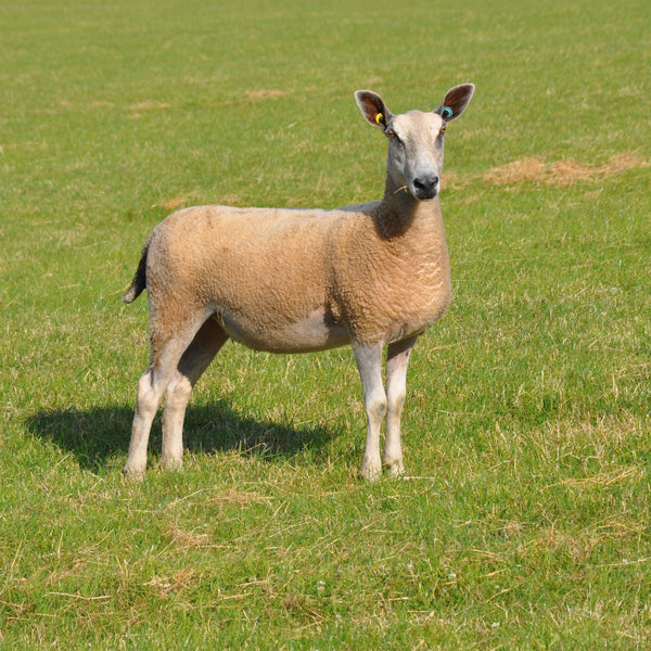 Pure Bluefaced Leicester: Natural (Aran/Worsted Weight) 100g (3.53 oz)