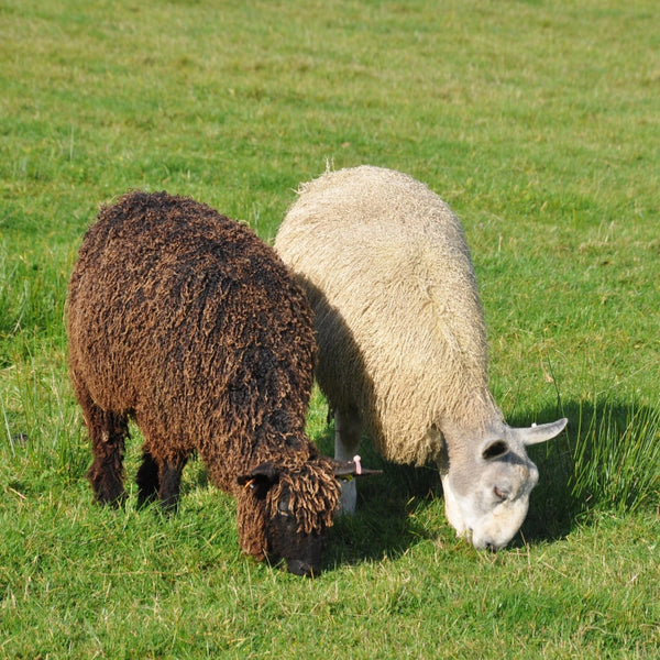 Black wensleydale and white bluefaced leicester sheep at home farm wensleydales