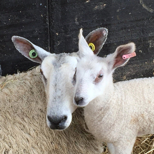 Bluefaced Leicesters at Home Farm