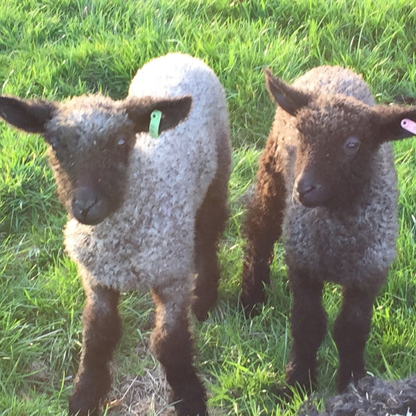 Wensleydale lambs - showing grey and brown fleeces - wool from Home Farm Wensleydales