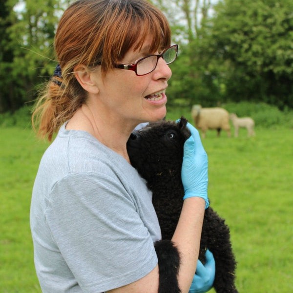 jayne dryden and pedigree black wensleydale new born lamb - wool