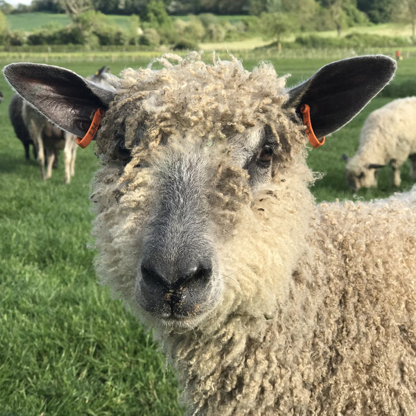 Wensleydale ewe lamb - Home Farm Wensleydales 