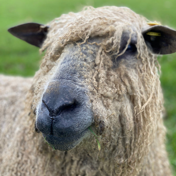 Eileen - our beautiful old ewe at Home Farm Wensleydales.  Eileen makes wool!