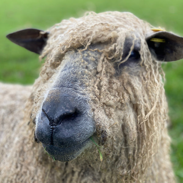 Eileen - the best Wensleydale Sheep ever!  