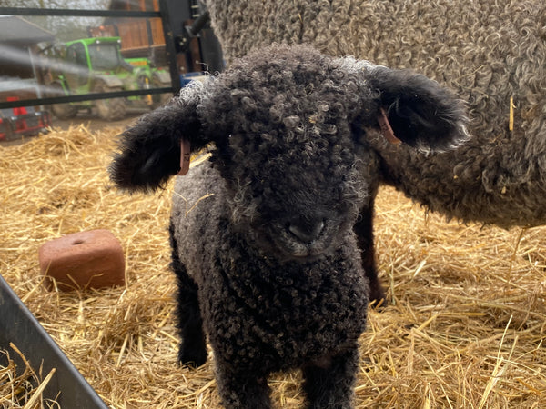 Pure Grey Lincoln Longwool Washed and Combed Top