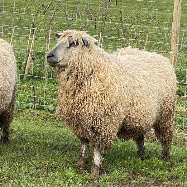 Pure Wensleydale: Porthilly (Aran/Worsted Weight) 100g (3.5 oz)