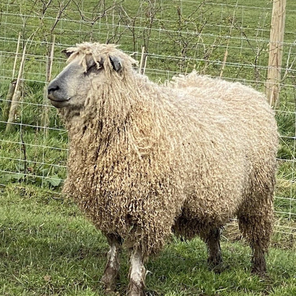 Wensleydale sheep at Home Farm Wensleydales