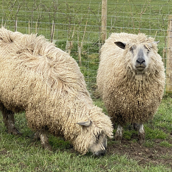 Home Farm collection - Dingo DK (8 Ply/Light Worsted) 50g (1.76 oz): Rare Breed Wensleydale and Bluefaced Leicester