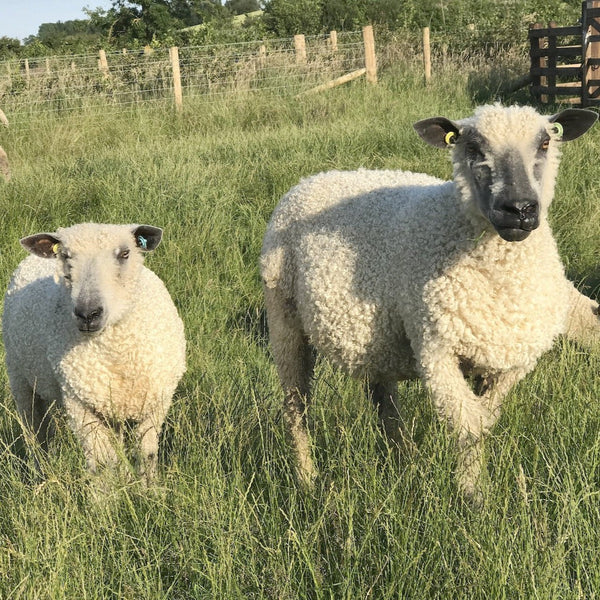 300g (10.58 oz) Rare Breed Wensleydale: Naturally coloured, Daymer and Brea (Aran/Worsted Weight)