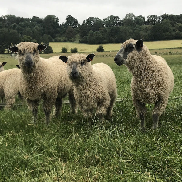 Wensleydale sheep at Home Farm Wensleydales