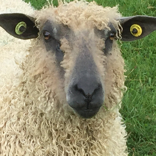 Hand spun - Hand spun Wensleydale & Bluefaced Leicester