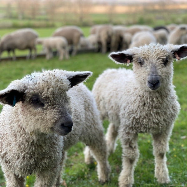 Wensleydale sheep at Home Farm Wensleydales