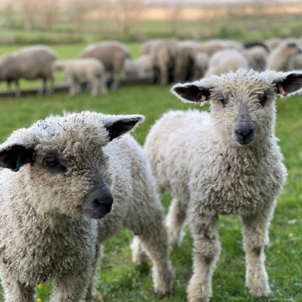 Wensleydale lambs from Home Farm Wensleydales - wool