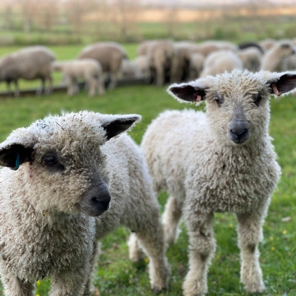 Wensleydale lambs from Home Farm Wensleydales - wool