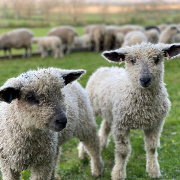Wensleydale lambs from Home Farm Wensleydales - wool