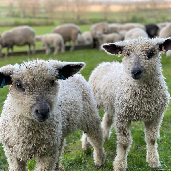 300g (10.58 oz) Rare Breed Wensleydale: Hawkers, Gaverne and Naturally coloured (Aran/Worsted Weight)