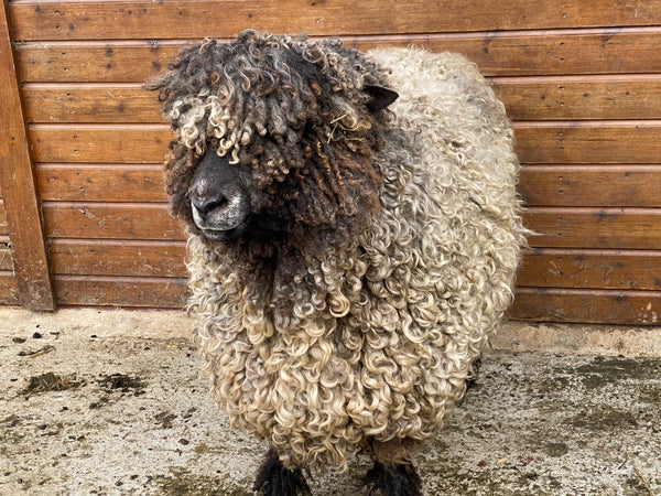 Pure Grey Lincoln Longwool Washed and Combed Top