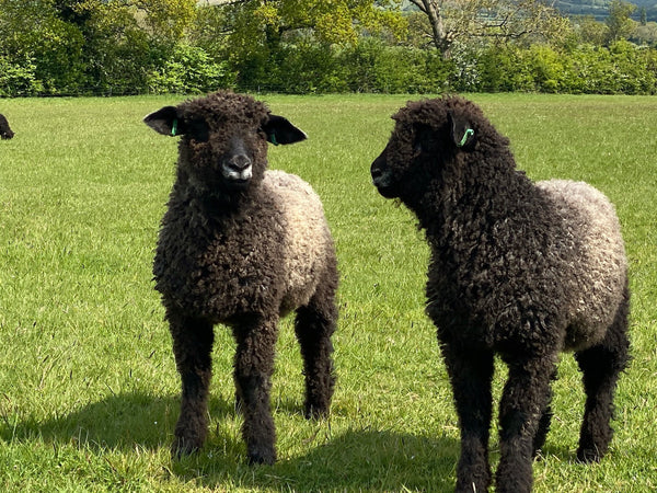 Pure Grey Lincoln Longwool Washed and Combed Top