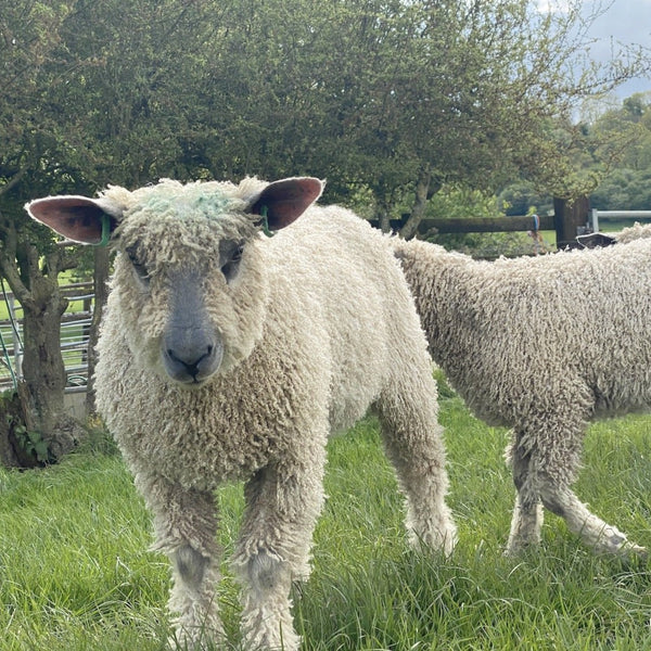 300g (10.58 oz) Rare Breed Wensleydale: Harlyn  (Aran/Worsted Weight)