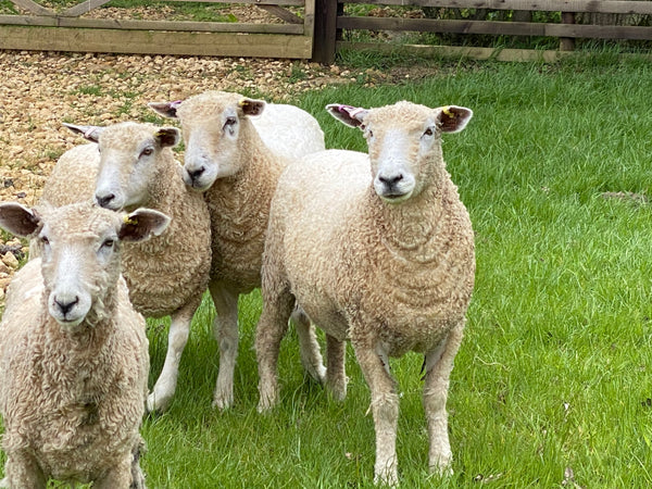 Pure Grey Lincoln Longwool Washed and Combed Top