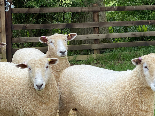 Pure Grey Lincoln Longwool Washed and Combed Top