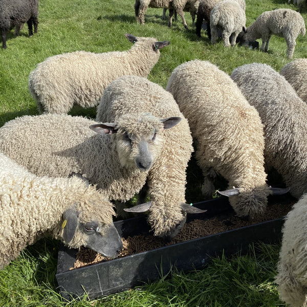 home farm wensleydale sheep 