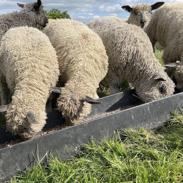 Home Farm collection - 4 Ply (Fingering/Sports Weight) 50g (1.76 oz): Rare Breed Wensleydale and Bluefaced Leicester Silver