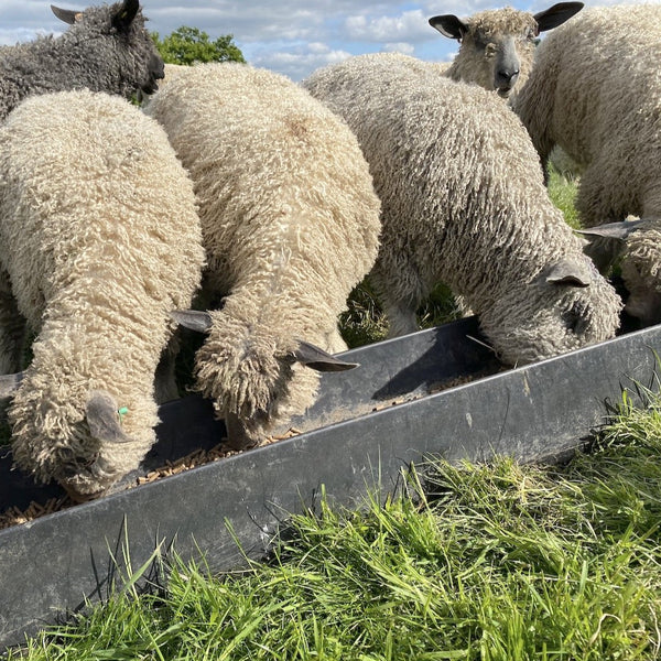 Wensleydale sheep at Home Farm Wensleydales