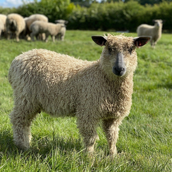 4ply (Fingering/Sports Weight) 50g (1.76 oz): Rare Breed Wensleydale and Bluefaced Leicester Moreton Sage