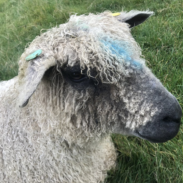 300g (10.58 oz) Rare Breed Wensleydale: Hawkers, Gaverne and Naturally coloured (Aran/Worsted Weight)