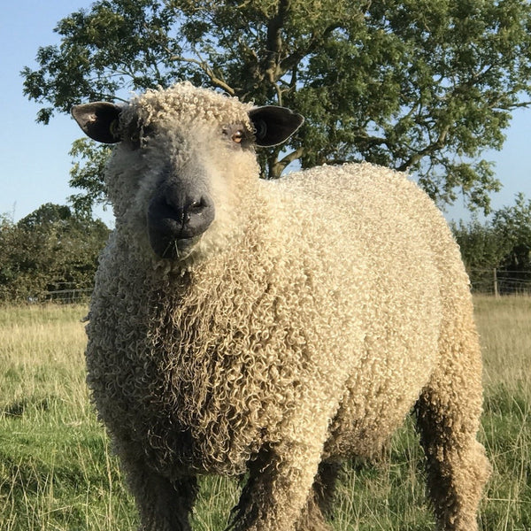 Pure Wensleydale Bundle: Camel and Natural (Aran/Worsted Weight) 500g (1.1lbs) Special Offer