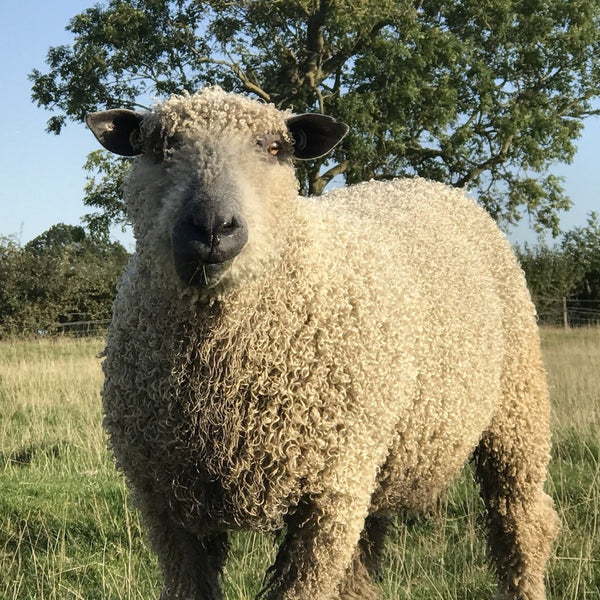 Pure Wensleydale: Natural (Aran/Worsted Weight) 100g (3.5 oz)